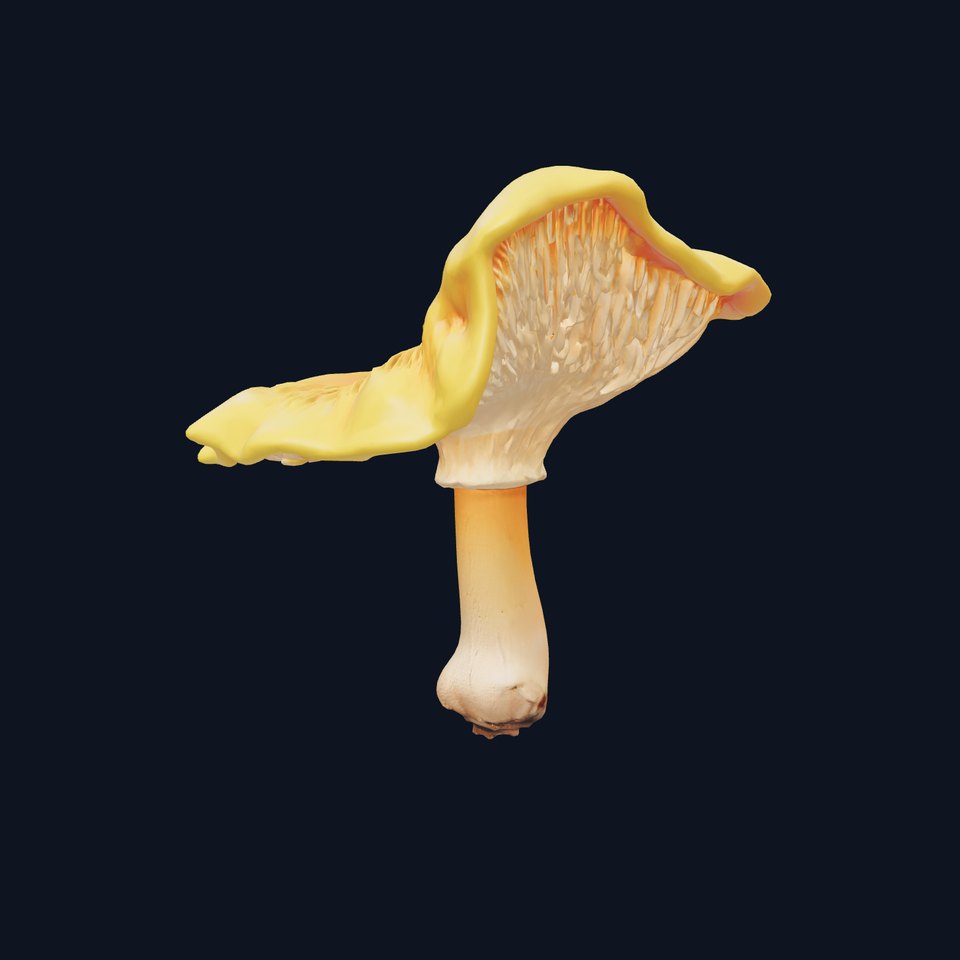 Vibrant Chanterelle Mushroom Classic Model Pack